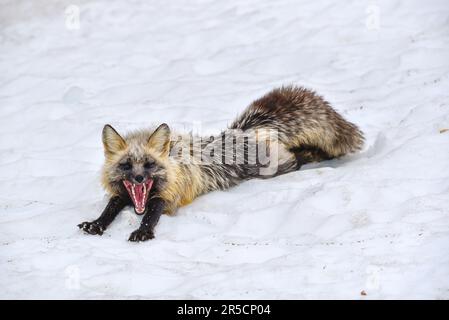 Stunning black, silver, red cross fox seen in the wild in northern Canada, Yukon Territory with snow background, posing in yawning, stretching mouth Stock Photo