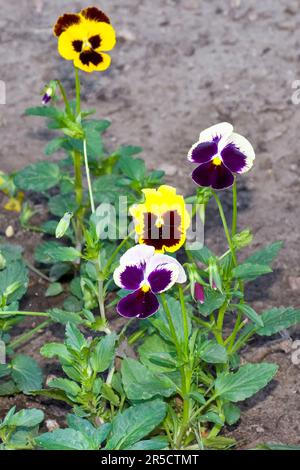 Closeup picture of yellow and purple pansy flowers blossom in Springtime Stock Photo