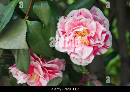 Elegant pink and white camellia flowers with red stripes bloom in the Spring Stock Photo