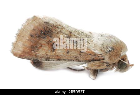Single corn earworm moth isolated on white Stock Photo