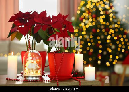 Potted poinsettias, burning candles and festive decor on wooden table in room. Christmas traditional flower Stock Photo