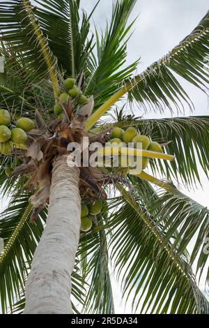 Young green coconuts hanging on a tree in bunches Stock Photo