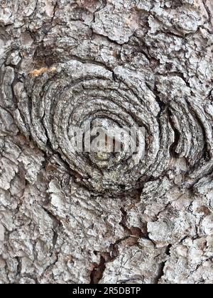 A Round Knot in the Bark of a Tree Stock Photo