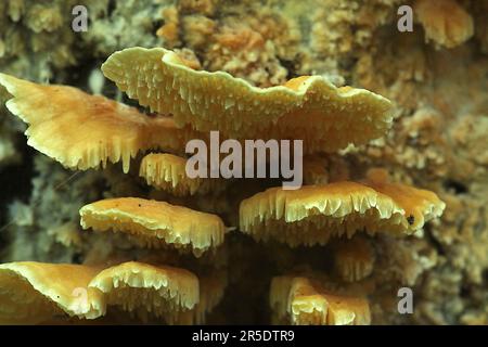 Yellow shelf fungi (Cerrena zonata) on dead tree trunk close-up Stock Photo