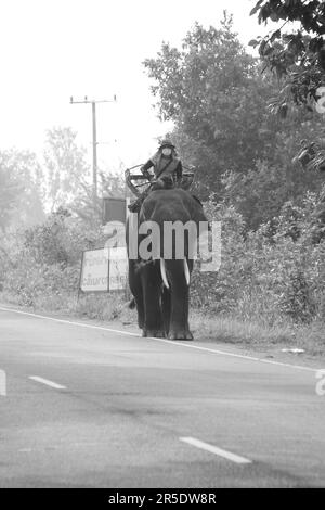 Asian elephant in Thailand Stock Photo