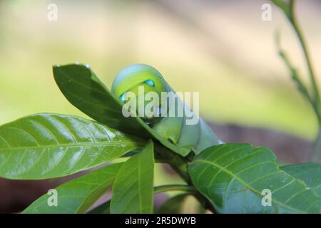 Oleander Hawkmoth caterpillar Stock Photo