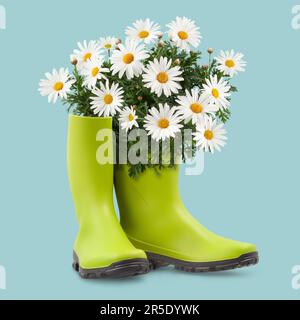 Daisies Blooming plant in green rubber boots. Springtime and gardening concept or florist shop and garden works. Front view isolated on light blue bac Stock Photo