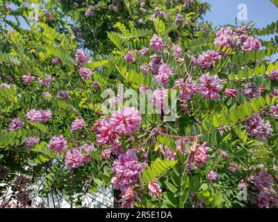 Clammy locust flowers in the tree. Robinia viscosa Stock Photo