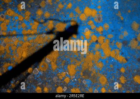 Abstract background of yellow moss on a blue sheet. Stock Photo