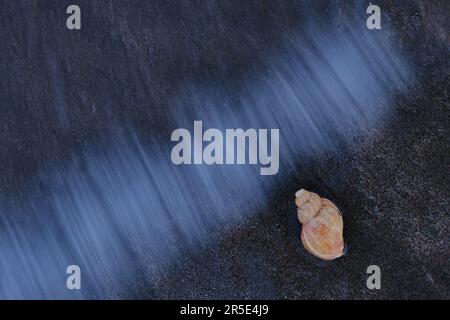 Seashell on a beach at dusk before being hit by a wave against a dark background. High-angle view. Stock Photo