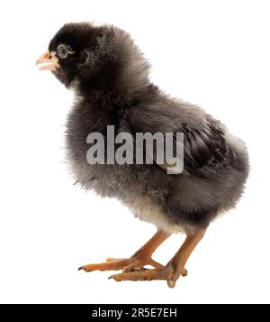 Clear background behind a young Dominique chicken chick Stock Photo