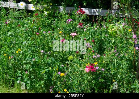 Wild flower border in suburban garden, UK Stock Photo