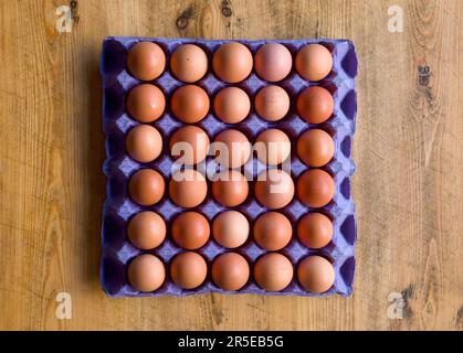 30 brown hens eggs in a blue cardboard egg tray Stock Photo