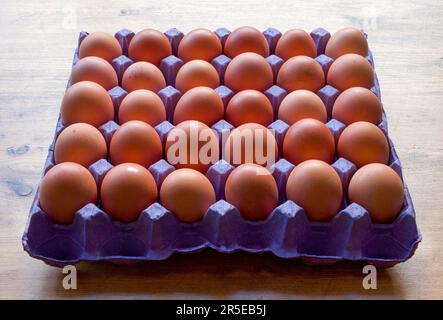 30 freshly layed british eggs in a square blue egg tray on a wooden table top, horizontal format, Stock Photo
