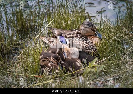 The mallard duck (Anas platyrhynchos) with her chicks sleeping on the grass Stock Photo