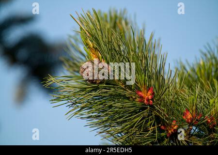 The red  blossom and purple cone from the swiss stone pine, pinus cembra, on a twig in spring Stock Photo