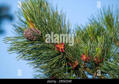 The red  blossom and purple cone from the swiss stone pine, pinus cembra, on a twig in spring Stock Photo
