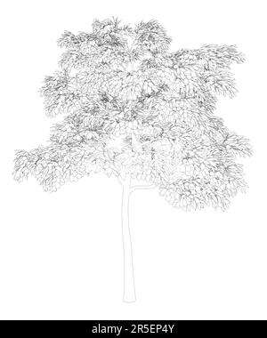 Outline of a detailed tree from black lines isolated on a white ...
