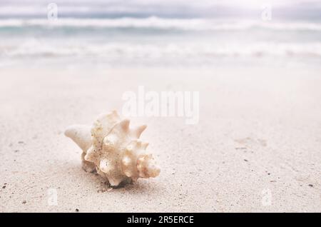 Shell on a tropical beach, selective focus, color toning applied. Stock Photo