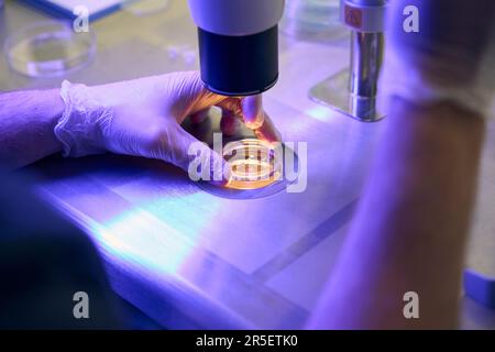 Biolaboratory worker is examining samples under microscope Stock Photo