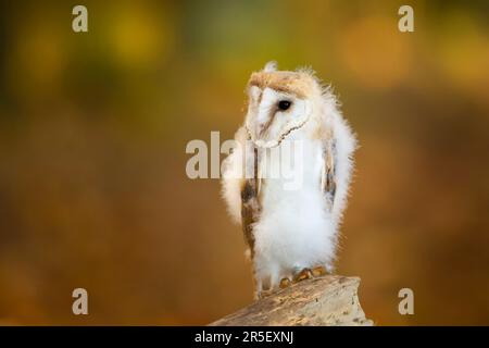Towards evening with bird. Nesting of Barn owl perched on tree trunk at the evening with nice light near the nest hole. Wildlife scene from nature. Stock Photo