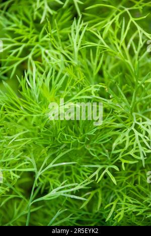 Fresh organic dill plant in village garden - Anethum graveolens - Dill (Latin Anethum) is a monotypic genus of short lived annual herbaceous plants of Stock Photo