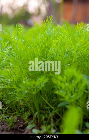 Fresh organic dill plant in village garden - Anethum graveolens - Dill (Latin Anethum) is a monotypic genus of short lived annual herbaceous plants of Stock Photo