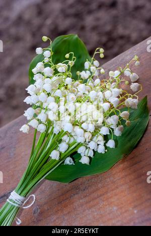 Lily of the valley bouquet - wedding or holiday background - Flowers of lily of the valley (Convallaria majalis), small white bells and leaves of lily Stock Photo