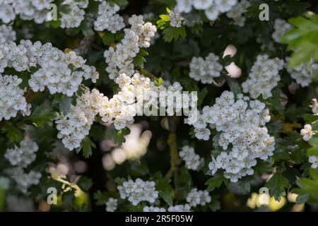 Hawthorn  tree blossom bursting into life in the warm spring sunshine Stock Photo