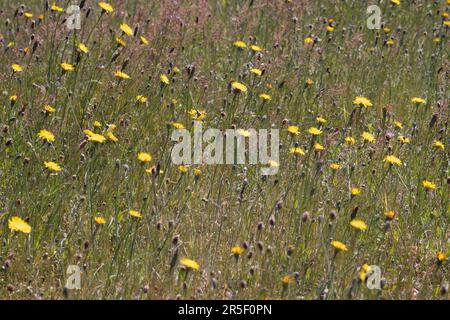 Glaucous Fox-and-cubs, pilosella lactucella, flowering in the Welsh countryside Stock Photo