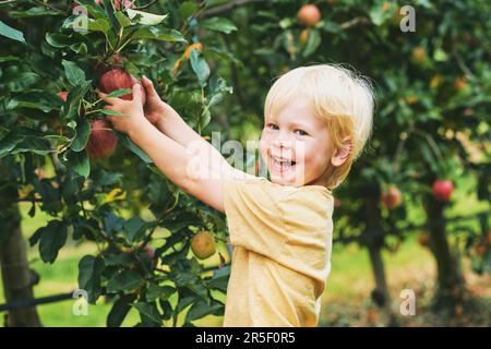 Happy little boy harvesting apples in fruit orchard, organic food for children Stock Photo