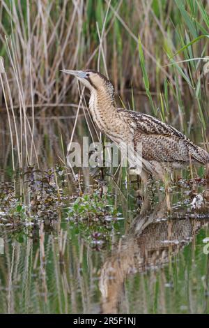 A Bittern fishing on the wetland waters at RSPB Lakenheath nature reserve in Suffolk, England Stock Photo