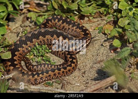 Common European Adder (Vipera berus) adult female freshly emerged from hibernation  Eccles-on-sea, Norfolk        April Stock Photo