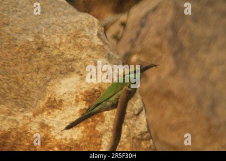 Asian Green Bee Eater Bird Stock Photo