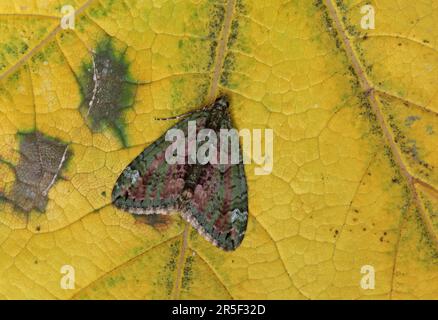 Red-green Carpet (Chloroclysta siterata) adult at rest on leaf  Eccles-on-Sea, Norfolk           September Stock Photo