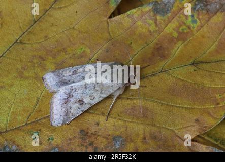Scarce Bordered Straw (Helicoverpa armigera) adult at rest on leaf  Eccles-on-Sea, Norfolk           September Stock Photo