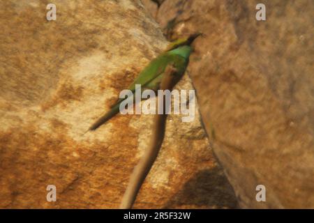 Asian Green Bee Eater Bird Stock Photo