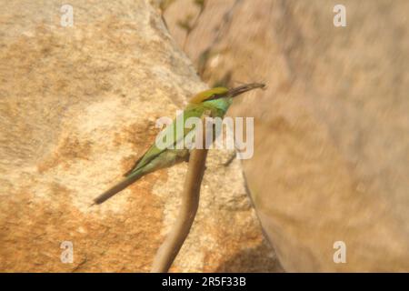 Asian Green Bee Eater Bird Stock Photo