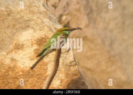 Asian Green Bee Eater Bird Stock Photo