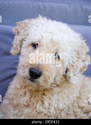 A portrait of a rather sad looking, beige coloured,  Labradoodle dog Stock Photo