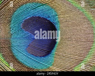 A close-up of a Peacock feather showing a ribbed pattern Stock Photo