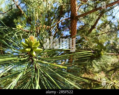 Cropped view of a fir tree branch blooming in the springtime. Close-up of young branches of a spruce tree with young fresh small cones on fir tree bra Stock Photo