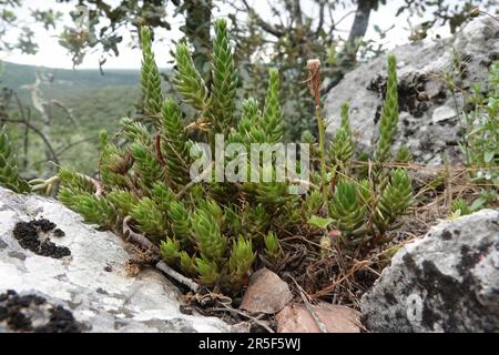 Natural closeup on a Mediterranean pale stonecrop plant, Petrosedum sediforme growing between the stones Stock Photo