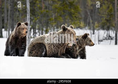 Bear family in springtime on the snow Stock Photo