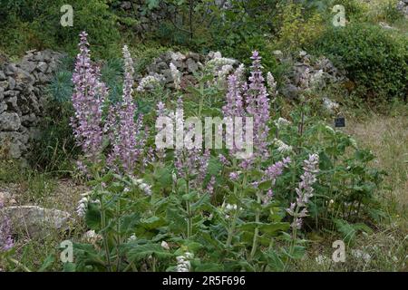 Natural closeup on an aggregation of the fragrant Clary sage, Salvia sclarea in the Mediterranean Stock Photo