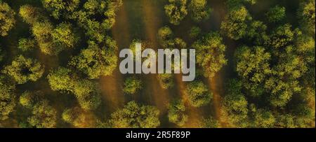 Summer in forest aerial top view. Mixed forest, green deciduous trees. Soft light in countryside woodland or park. Stock Photo