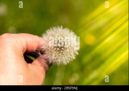 A dandelion clock close up with a hand holding it with sun rays on a green background Stock Photo