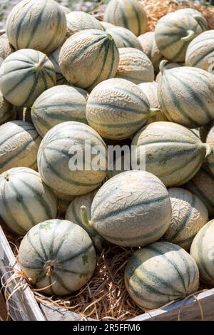 Melons from Cavaillon, ripe round charentais honey cantaloupe melons on local market in Provence, France, close up Stock Photo