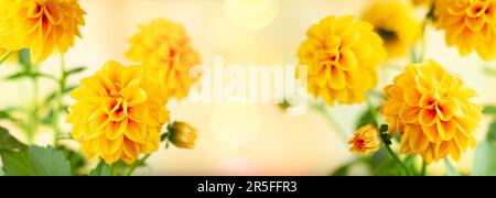 Autumn floral composition made of fresh yellow dahlia on light pastel background. Festive flower concept with copy space. Stock Photo