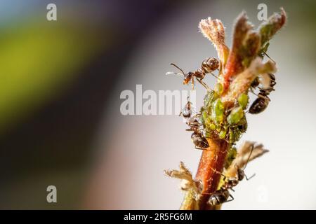 Farming  black garden ant (Lasius niger) milking green aphids, with two ants having an altercation over honeydew. Burley-in-Wharfedale, West Yorkshire Stock Photo
